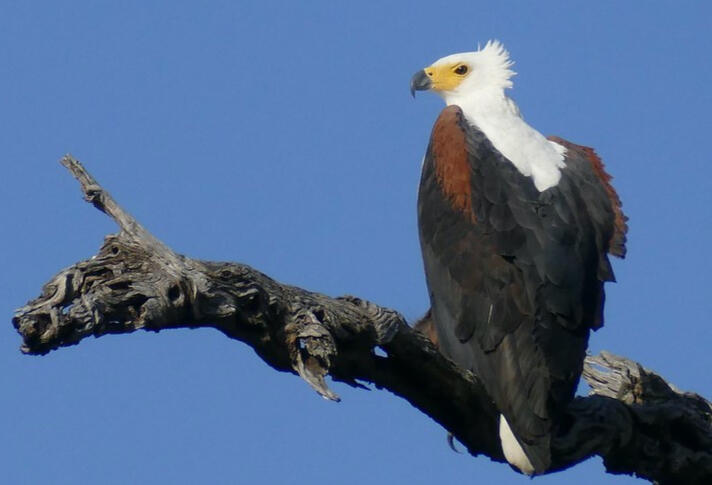 Paul is co-founder and leads the tours. He loves wildlife, especially birds and can't wait to share an adventure with you. He is a gentleman, budding photographer, poet, husband and father.
